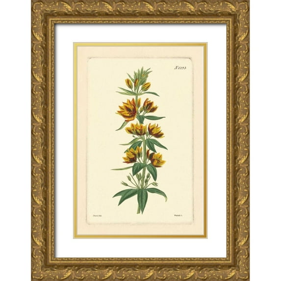 Vision Studio 17x24 Gold Ornate Wood Framed with Double Matting Museum Art Print Titled - Yellow Curtis Botanical IV