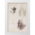 thumbnail image 1 of Vision Studio 17x24 White Modern Wood Framed Museum Art Print Titled - Coral Collage IV, 1 of 4