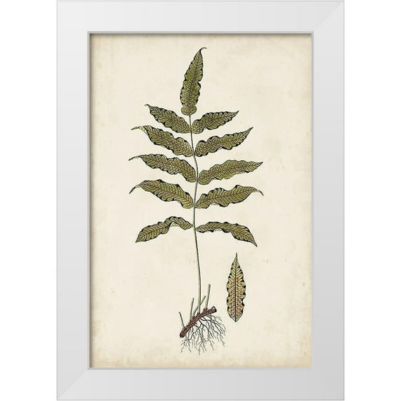 Vision Studio 17x24 White Modern Wood Framed Museum Art Print Titled - Fern Botanical III