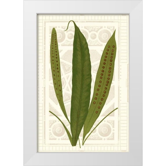 Vision Studio 17x24 White Modern Wood Framed Museum Art Print Titled - Garden Ferns VI