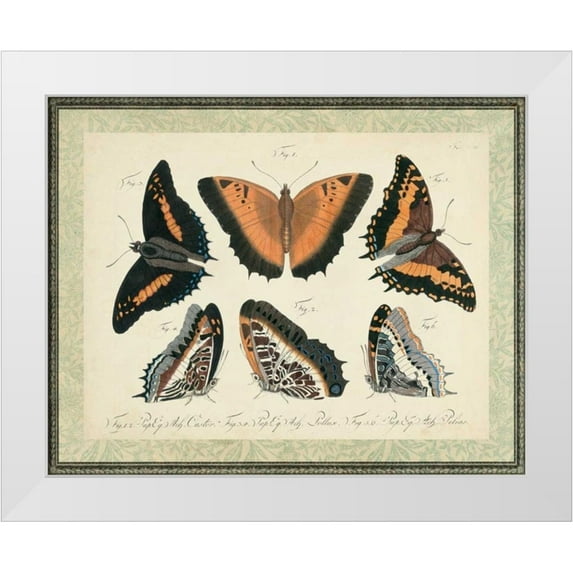 Vision Studio 18x15 White Modern Wood Framed Museum Art Print Titled - Bookplate Butterflies Trio I