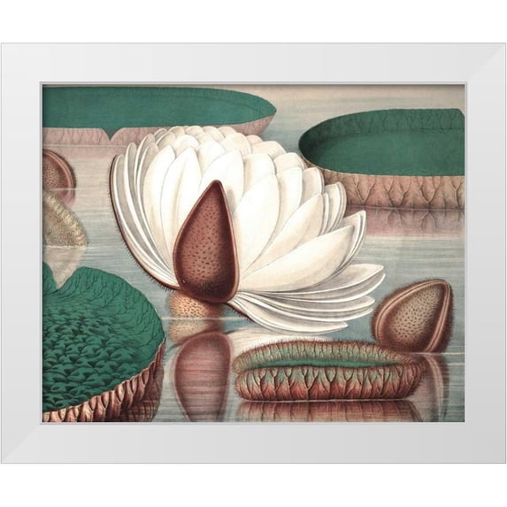 Vision Studio 18x15 White Modern Wood Framed Museum Art Print Titled - Vintage Water Lily I