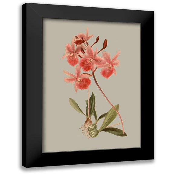 Vision Studio 18x24 Black Modern Framed Museum Art Print Titled - Botanical Array IX