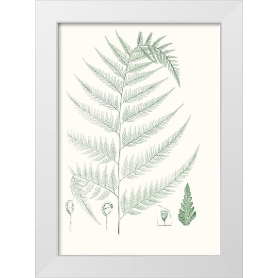 Vision Studio 18x24 White Modern Wood Framed Museum Art Print Titled - Verdure Ferns III