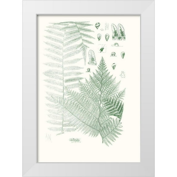Vision Studio 18x24 White Modern Wood Framed Museum Art Print Titled - Verdure Ferns V