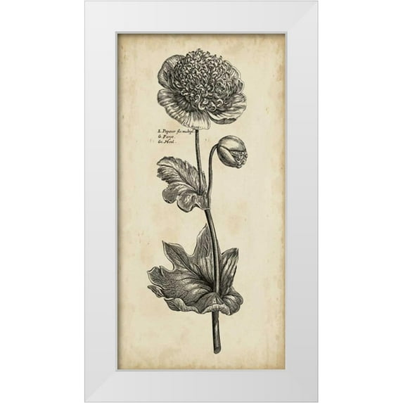 Vision Studio 18x32 White Modern Wood Framed Museum Art Print Titled - Singular Beauty I