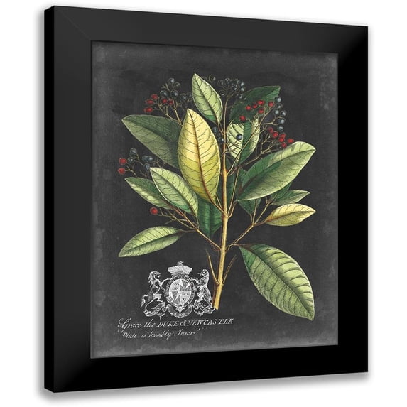 Vision Studio 19x24 Black Modern Framed Museum Art Print Titled - Royal Foliage IV