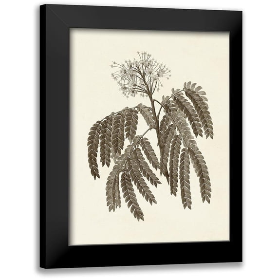 Vision Studio 19x24 Black Modern Framed Museum Art Print Titled - Sepia Botanicals V