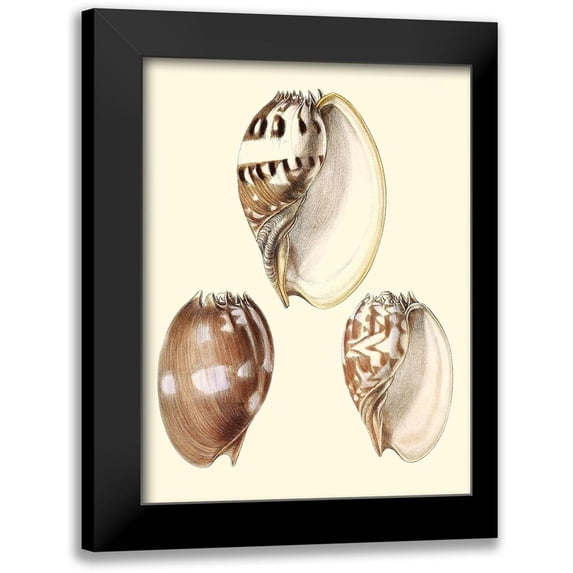 Vision Studio 19x24 Black Modern Framed Museum Art Print Titled - Splendid Shells VI