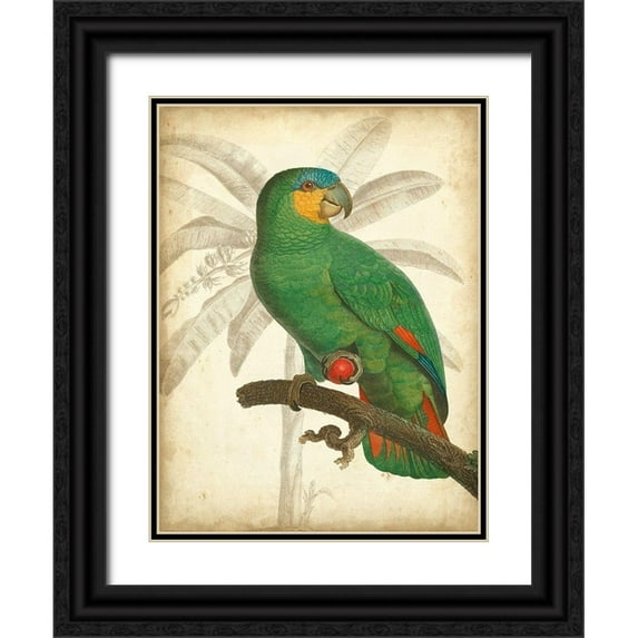 Vision Studio 19x24 Black Ornate Wood Framed with Double Matting Museum Art Print Titled - Custom Parrot and Palm I