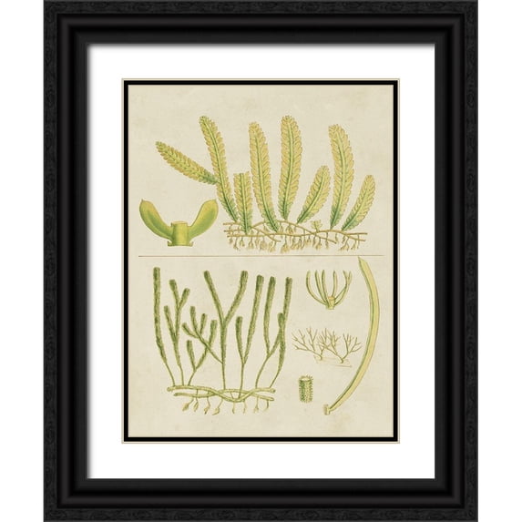 Vision Studio 19x24 Black Ornate Wood Framed with Double Matting Museum Art Print Titled - Vintage Sea Grass V