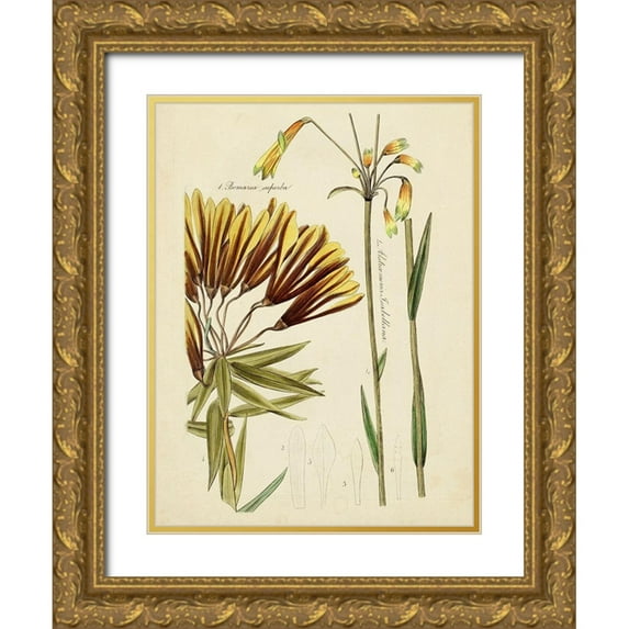 Vision Studio 19x24 Gold Ornate Wood Framed with Double Matting Museum Art Print Titled - Antique Botanical Sketch II