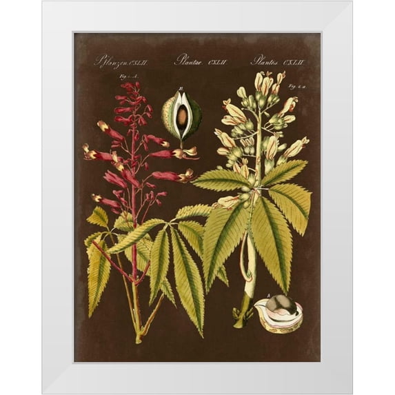 Vision Studio 19x24 White Modern Wood Framed Museum Art Print Titled - Buckeye on Suede