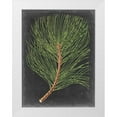 thumbnail image 1 of Vision Studio 19x24 White Modern Wood Framed Museum Art Print Titled - Dramatic Pine III, 1 of 4