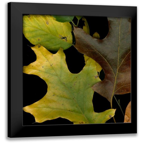 Vision Studio 20x20 Black Modern Framed Museum Art Print Titled - Small Vivid Leaves II