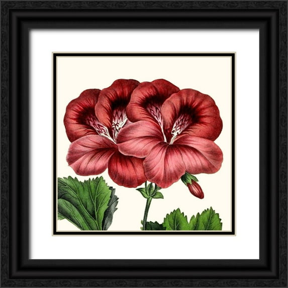 Vision Studio 20x20 Black Ornate Wood Framed with Double Matting Museum Art Print Titled - Cropped Antique Botanical IX
