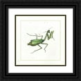 thumbnail image 1 of Vision Studio 20x20 Black Ornate Wood Framed with Double Matting Museum Art Print Titled - Green Mantis, 1 of 4