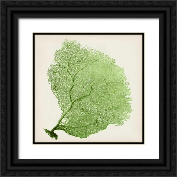 Vision Studio 20x20 Black Ornate Wood Framed with Double Matting Museum Art Print Titled - Sea Fan IX