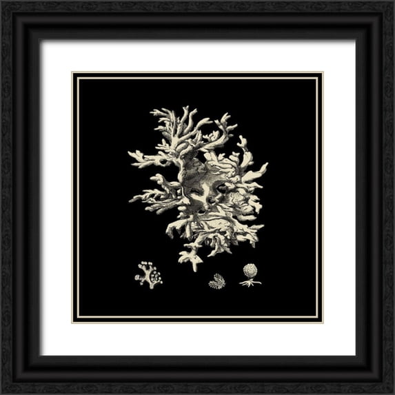 Vision Studio 20x20 Black Ornate Wood Framed with Double Matting Museum Art Print Titled - Small Black And Tan Coral III (P)