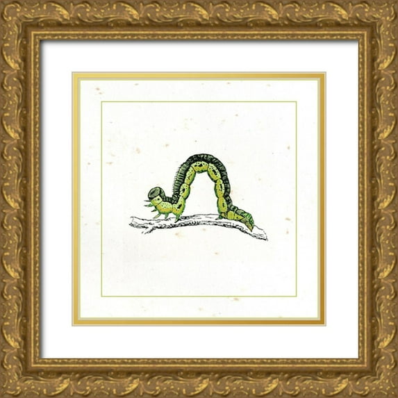Vision Studio 20x20 Gold Ornate Wood Framed with Double Matting Museum Art Print Titled - Green Inchworm