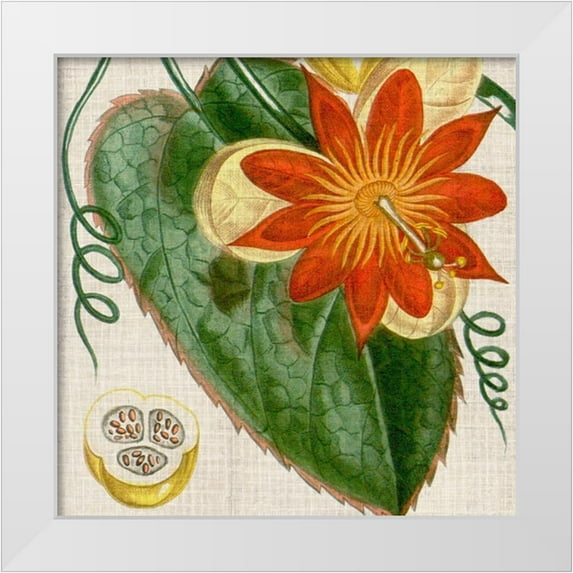Vision Studio 20x20 White Modern Wood Framed Museum Art Print Titled - Cropped Turpin Tropicals I