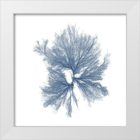 Vision Studio 20x20 White Modern Wood Framed Museum Art Print Titled - Navy Seaweed III