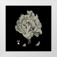 thumbnail image 1 of Vision Studio  20x20 White Modern Wood Framed Museum Art Print Titled - Small Black And Tan Coral IV (P), 1 of 4
