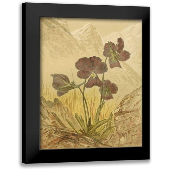 Vision Studio 20x24 Black Modern Framed Museum Art Print Titled - Alpine Florals I