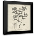 thumbnail image 1 of Vision Studio 20x24 Black Modern Framed Museum Art Print Titled - Antique Black and White Botanical VIII, 1 of 5
