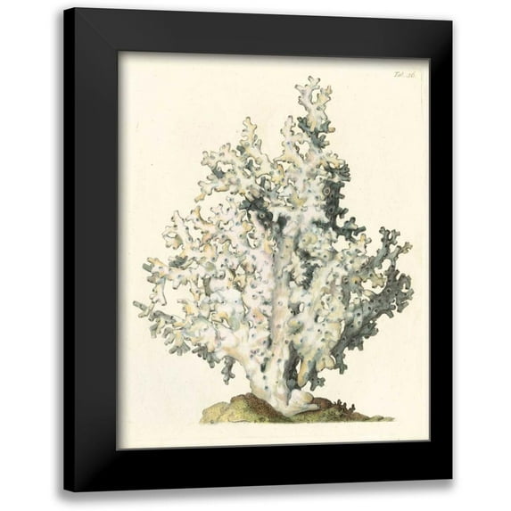 Vision Studio 20x24 Black Modern Framed Museum Art Print Titled - Antique Coral I