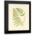 thumbnail image 1 of Vision Studio 20x24 Black Modern Framed Museum Art Print Titled - Ferns with Platemark V, 1 of 5