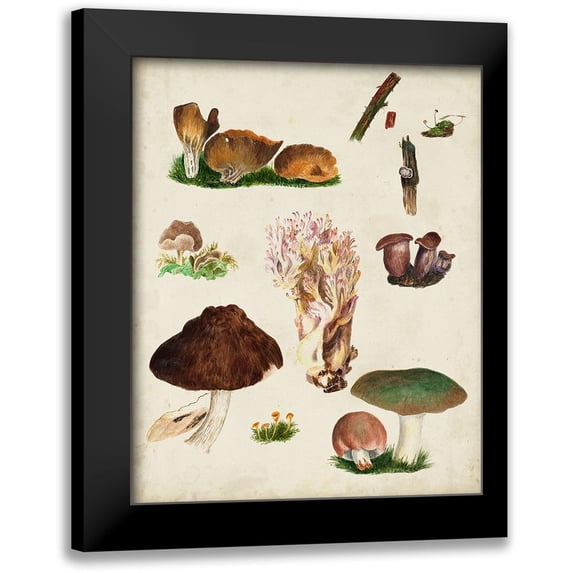 Vision Studio 20x24 Black Modern Framed Museum Art Print Titled - Mushroom Species IX