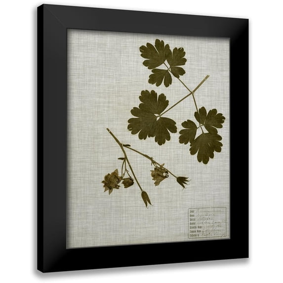 Vision Studio 20x24 Black Modern Framed Museum Art Print Titled - Pressed Leaves on Linen I