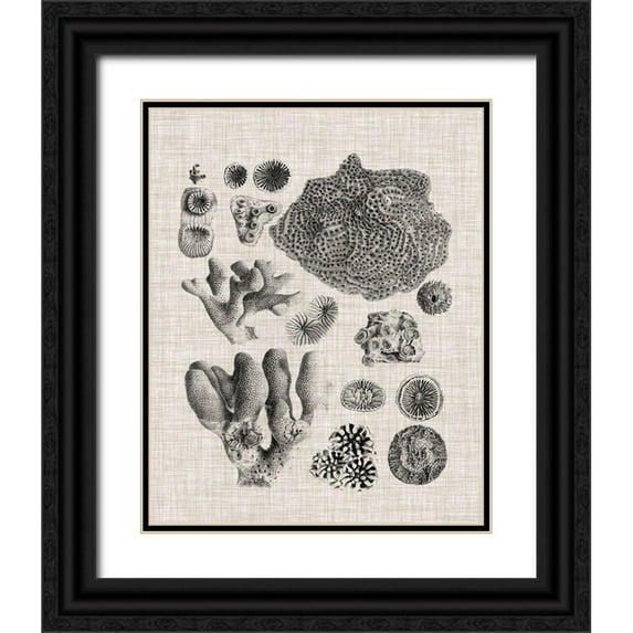 Vision Studio 20x24 Black Ornate Wood Framed with Double Matting Museum Art Print Titled - Coral Specimen II