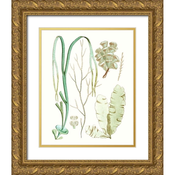 Vision Studio 20x24 Gold Ornate Wood Framed with Double Matting Museum Art Print Titled - Antique Seaweed Composition IV