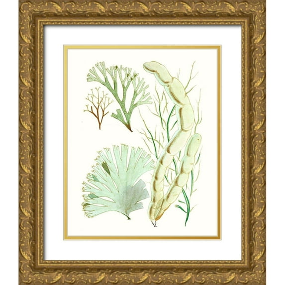 Vision Studio 20x24 Gold Ornate Wood Framed with Double Matting Museum Art Print Titled - Antique Seaweed Composition I