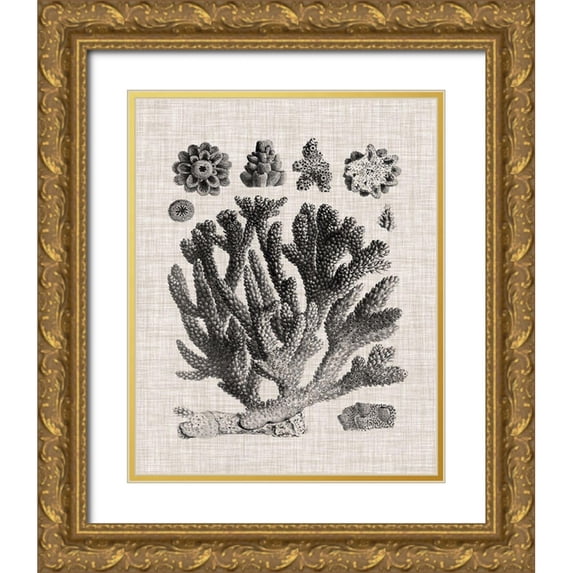 Vision Studio 20x24 Gold Ornate Wood Framed with Double Matting Museum Art Print Titled - Coral Specimen IV
