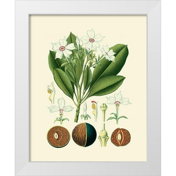 Vision Studio 20x24 White Modern Wood Framed Museum Art Print Titled - Botanical Glory IV
