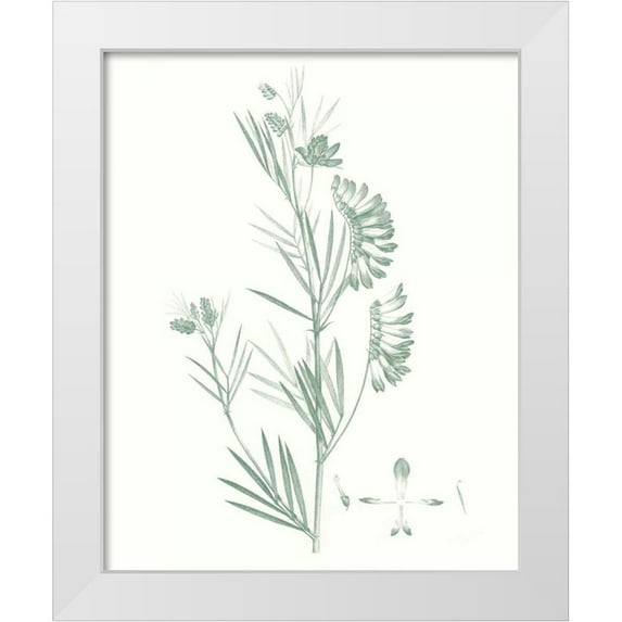 Vision Studio 20x24 White Modern Wood Framed Museum Art Print Titled - Botanical Study in Sage IX
