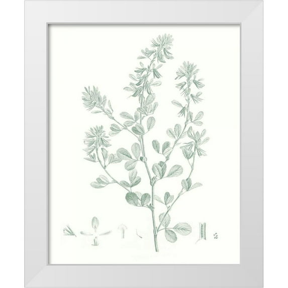 Vision Studio 20x24 White Modern Wood Framed Museum Art Print Titled - Botanical Study in Sage VIII