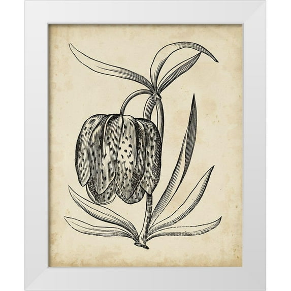 Vision Studio 20x24 White Modern Wood Framed Museum Art Print Titled - Distinguished Floral IV