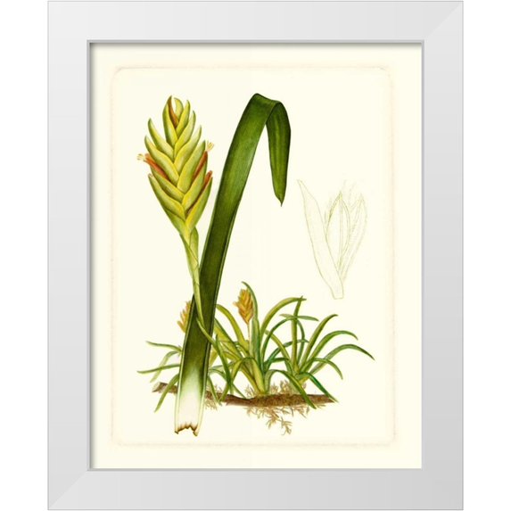 Vision Studio 20x24 White Modern Wood Framed Museum Art Print Titled - Exotic Flora IV