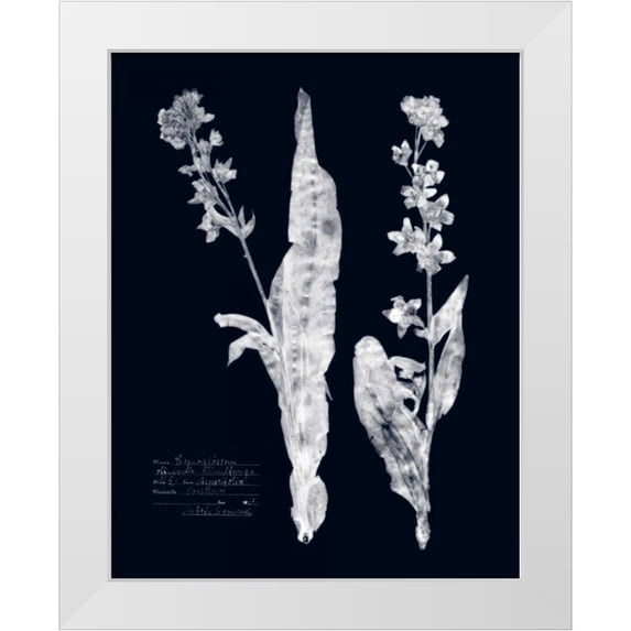 Vision Studio 20x24 White Modern Wood Framed Museum Art Print Titled - Impressions on Indigo IV