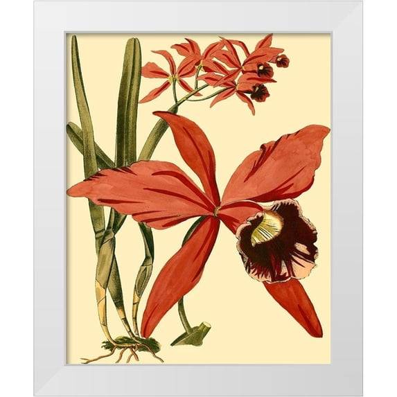 Vision Studio 20x24 White Modern Wood Framed Museum Art Print Titled - Mini Orchid Splendor III