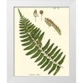 thumbnail image 1 of Vision Studio 20x24 White Modern Wood Framed Museum Art Print Titled - Small Antique Fern V, 1 of 4