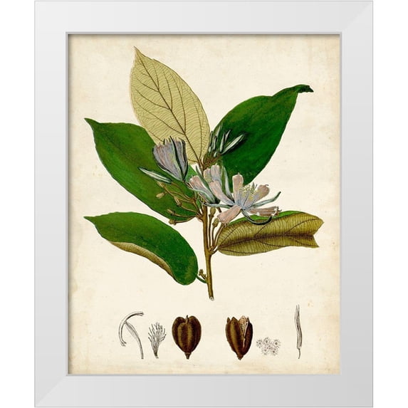 Vision Studio 20x24 White Modern Wood Framed Museum Art Print Titled - Verdant Foliage IV