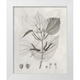 thumbnail image 1 of Vision Studio  20x24 White Modern Wood Framed Museum Art Print Titled - Vintage Leaves III, 1 of 4