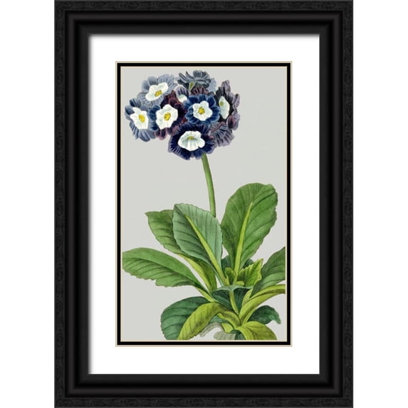 Vision Studio 21x32 Black Ornate Wood Framed with Double Matting Museum Art Print Titled - Vintage Garden Varieties IV