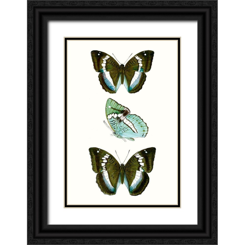 Vision Studio  23x32 Black Ornate Wood Framed with Double Matting Museum Art Print Titled - Butterfly Specimen II