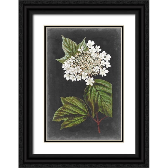Vision Studio 23x32 Black Ornate Wood Framed with Double Matting Museum Art Print Titled - Dramatic White Flowers III